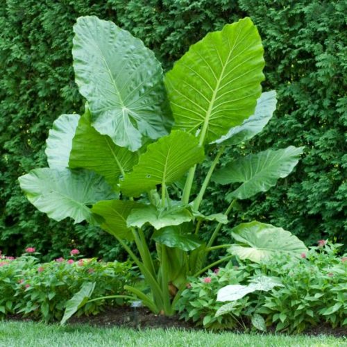 Óriás elefántfül (Alocasia macrorrhiza)