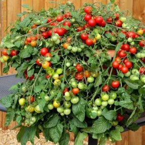 Bajaja Balkon paradicsom 10db-os