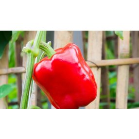 California paprika