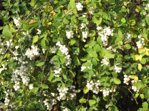Hóbogyó (SYMPHORICARPOS ALBUS)
