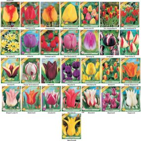 Tulipán hagymák
