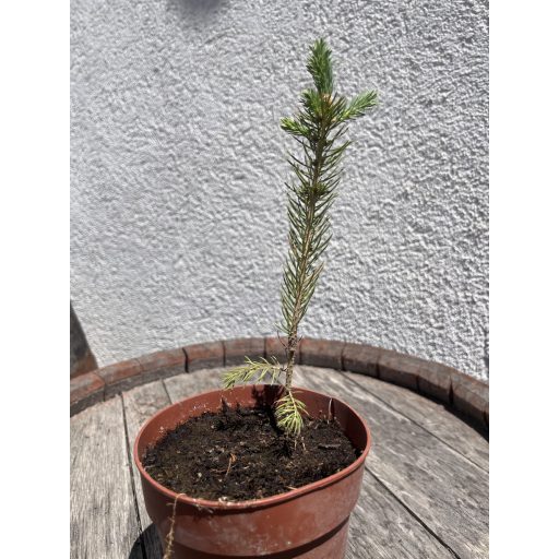 Ezüstfenyő csemete (20cm magas)