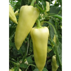 Fehér paprika 10db-os