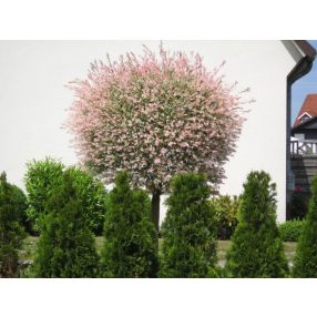 Japán fűz tarka levelű "Hakuro-nishiki" (140cm)